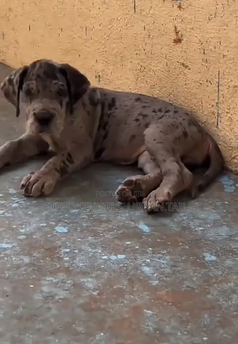 1-3 months Male Purebred Great Dane