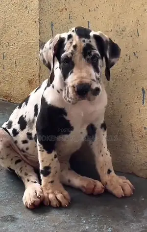 Photo - 1-3 months Male Purebred Great Dane