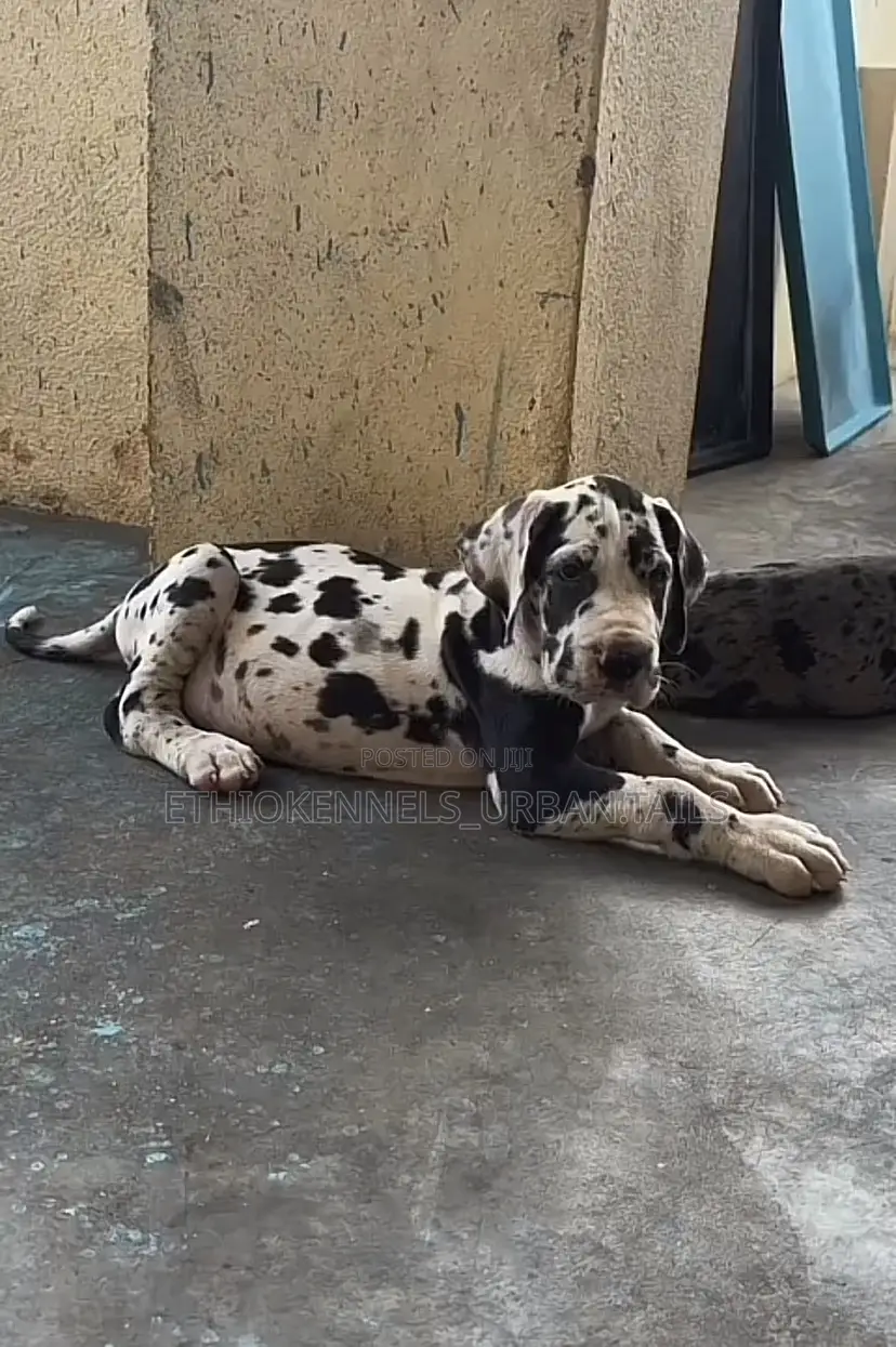 1-3 months Male Purebred Great Dane