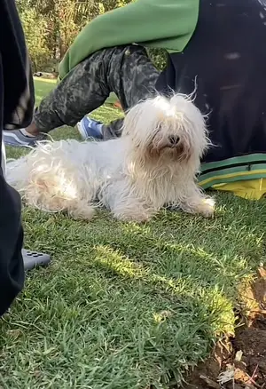 1-3 months Male Purebred Maltese