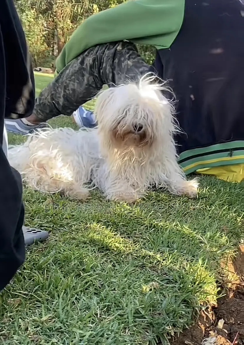 1-3 months Male Purebred Maltese