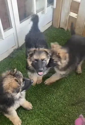 Photo - 1-3 months Female Purebred German Shepherd