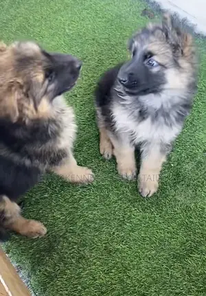 1-3 months Female Purebred German Shepherd