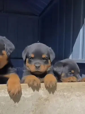 1-3 months Female Purebred Rottweiler