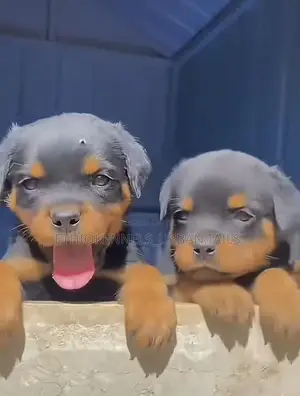 1-3 months Female Purebred Rottweiler