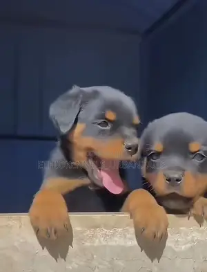 1-3 months Female Purebred Rottweiler