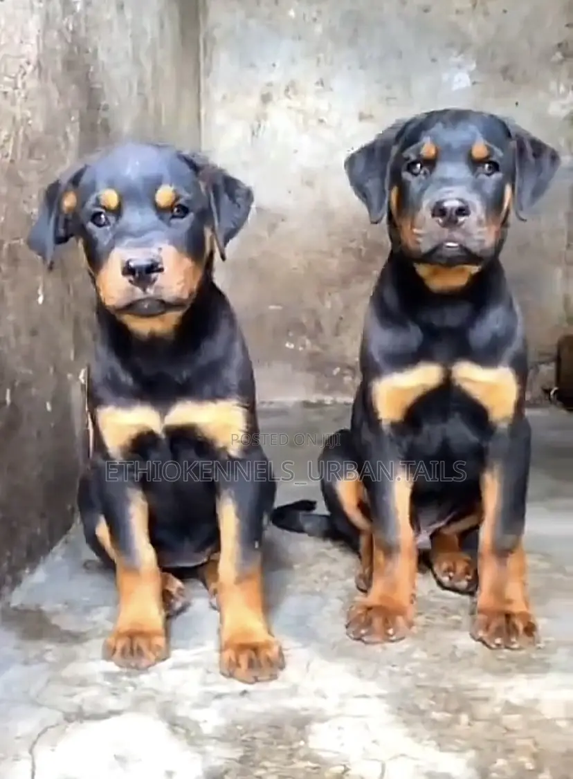 3-6 months Male Purebred Rottweiler