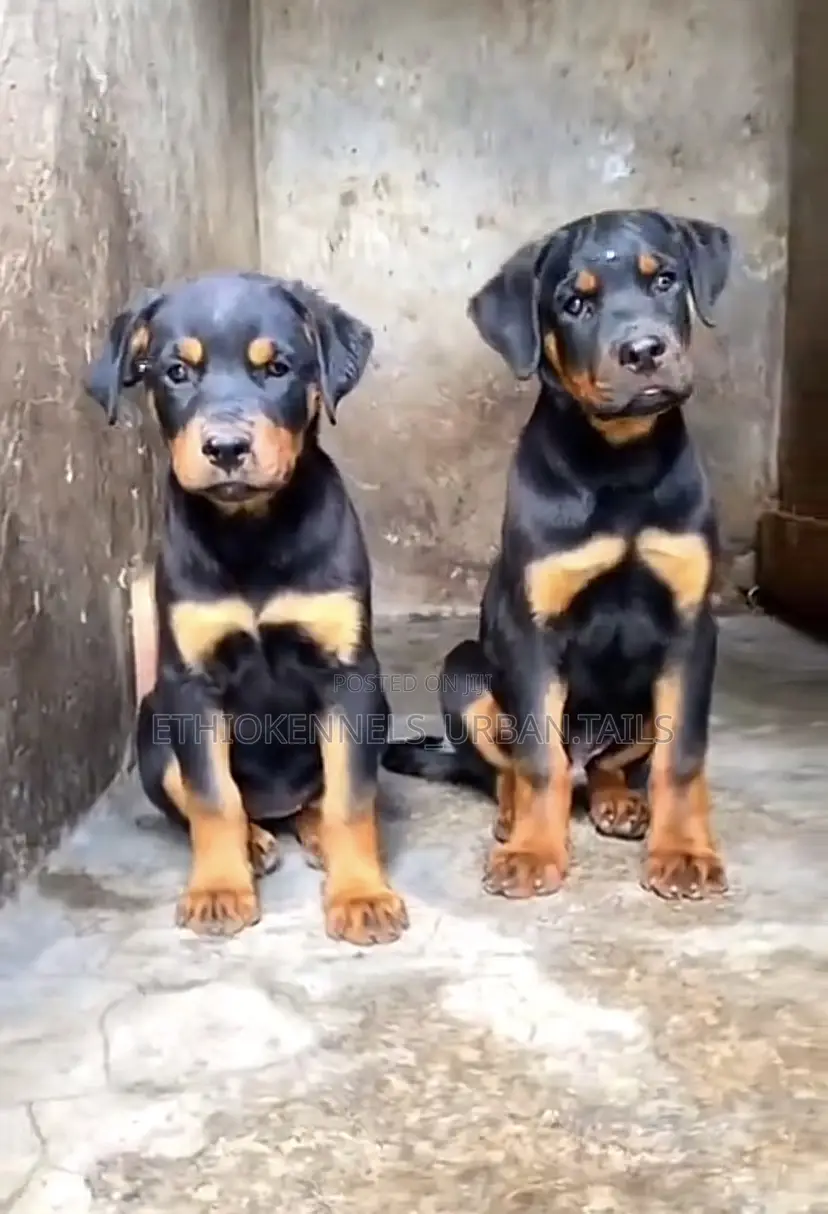 3-6 months Male Purebred Rottweiler