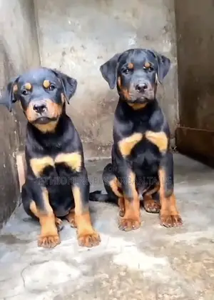 3-6 months Male Purebred Rottweiler