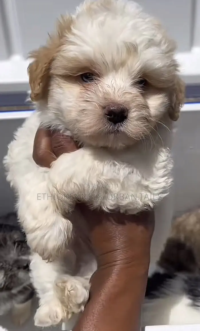 1-3 months Male Mixed Breed Maltese