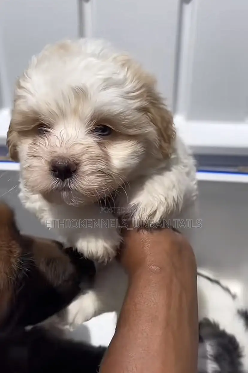 1-3 months Male Mixed Breed Maltese