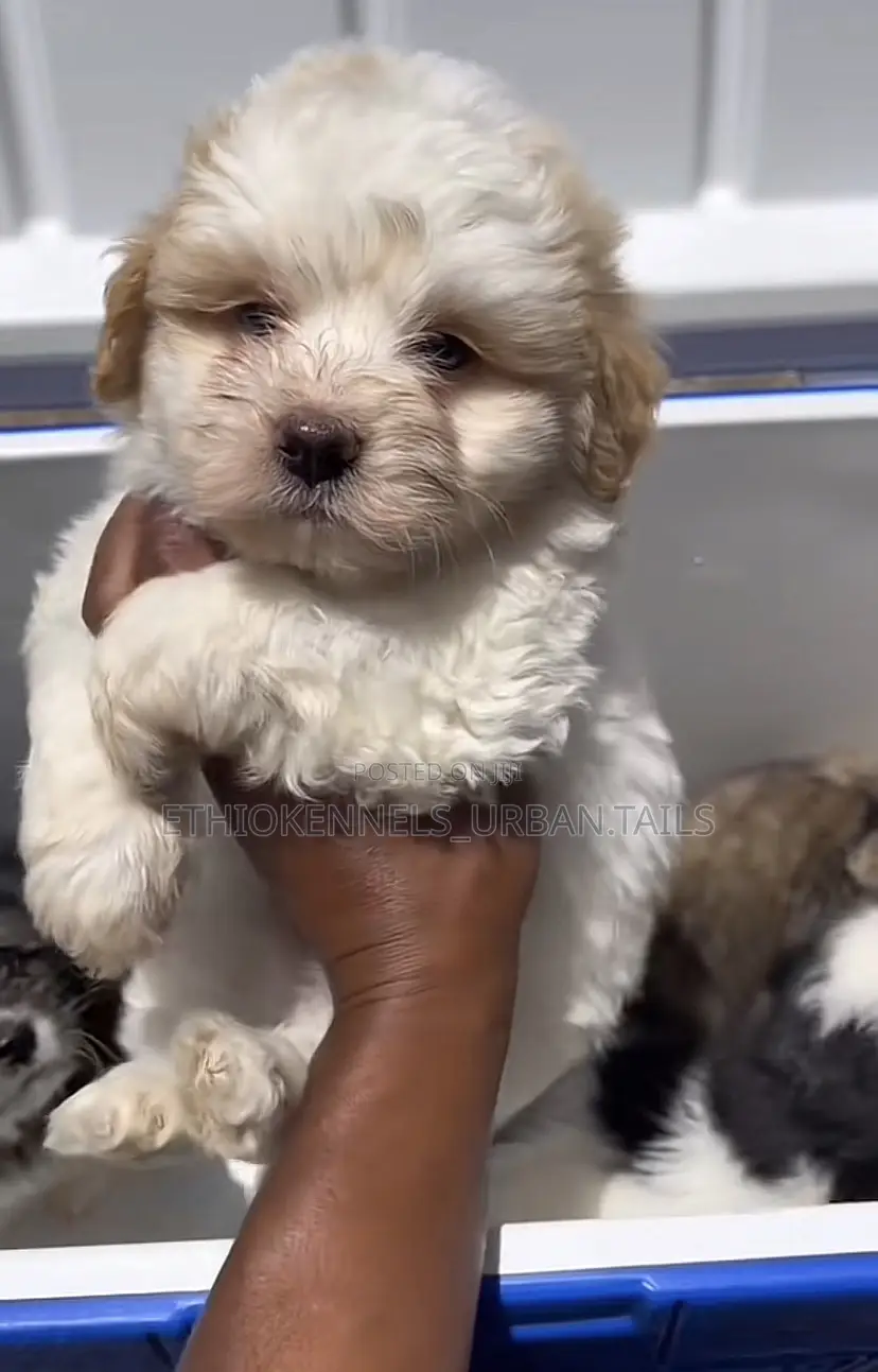 1-3 months Male Mixed Breed Maltese
