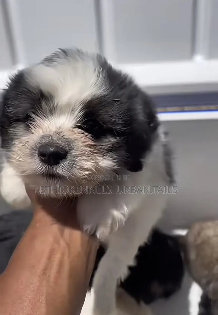 1-3 months Female Mixed Breed Maltese