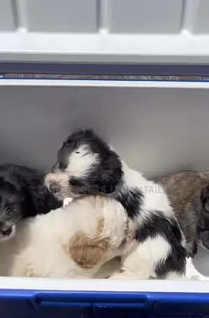 1-3 months Female Mixed Breed Maltese