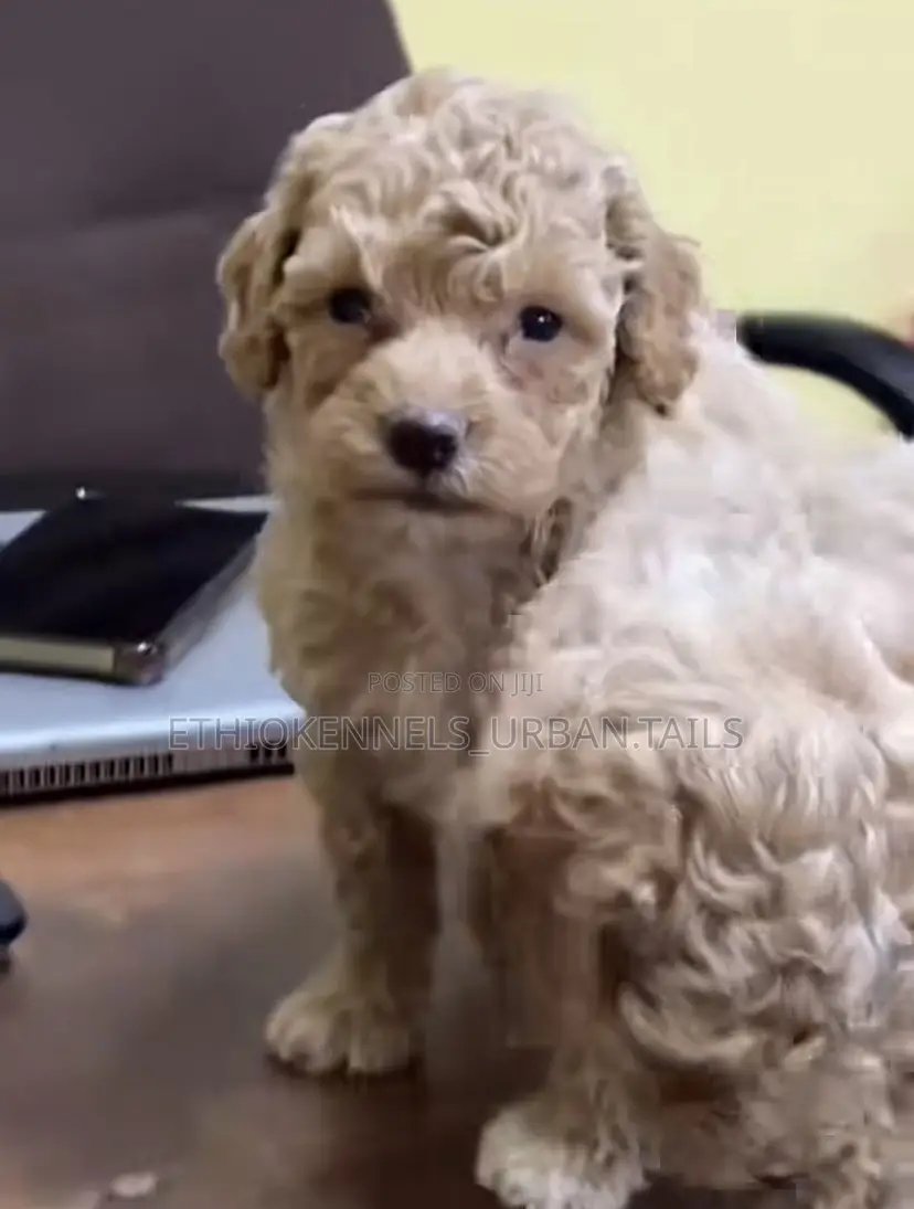 1-3 months Male Purebred Poodle