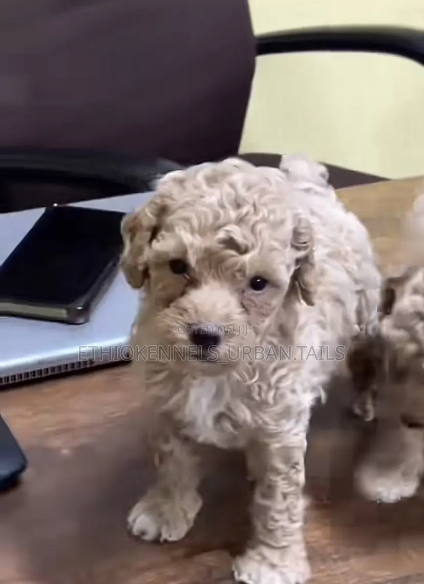 1-3 months Male Purebred Poodle