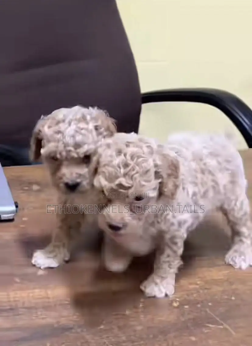 1-3 months Male Purebred Poodle