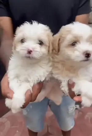 Photo - 1-3 months Male Mixed Breed Maltese