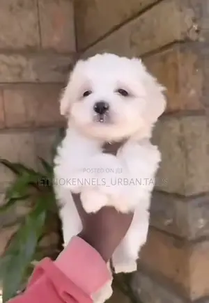 1-3 months Male Mixed Breed Maltese