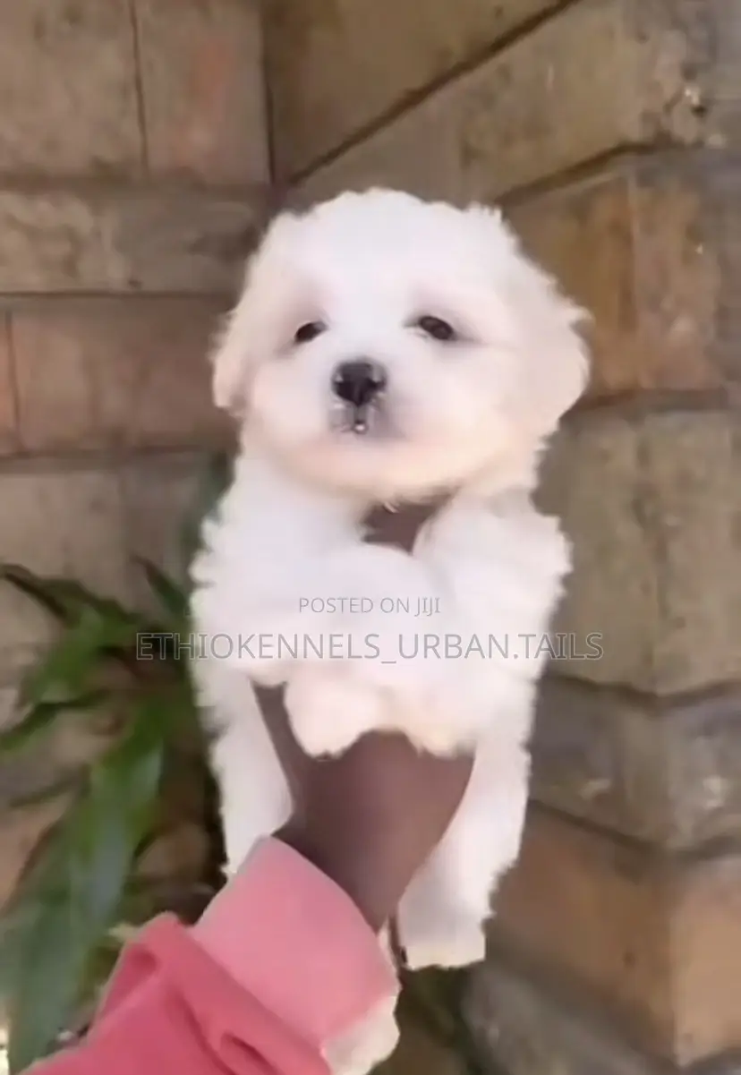 1-3 months Male Mixed Breed Maltese