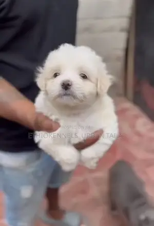 1-3 months Male Mixed Breed Maltese