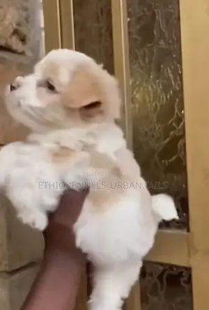 1-3 months Male Mixed Breed Maltese