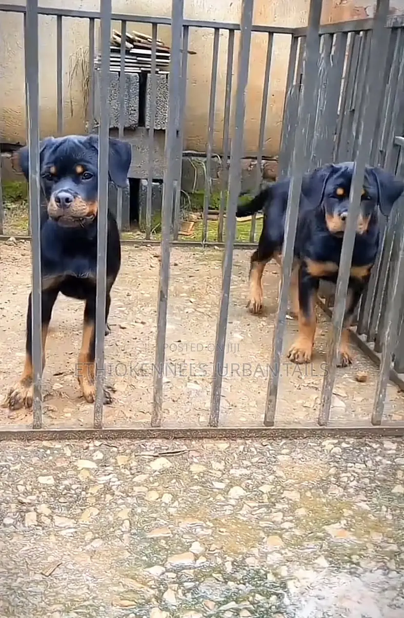 3-6 months Male Purebred Rottweiler