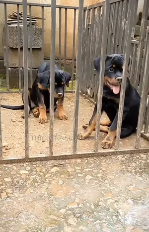 3-6 months Male Purebred Rottweiler