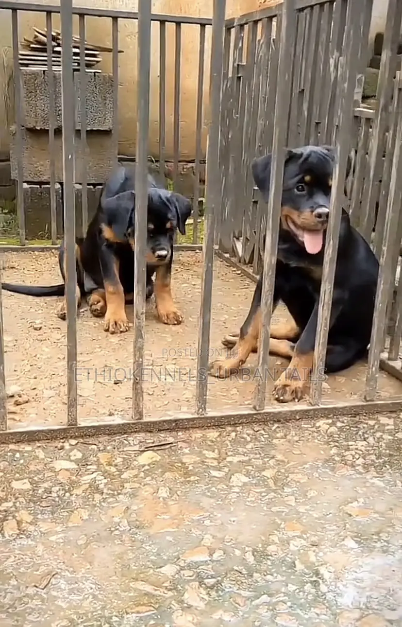 3-6 months Male Purebred Rottweiler