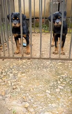 3-6 months Male Purebred Rottweiler