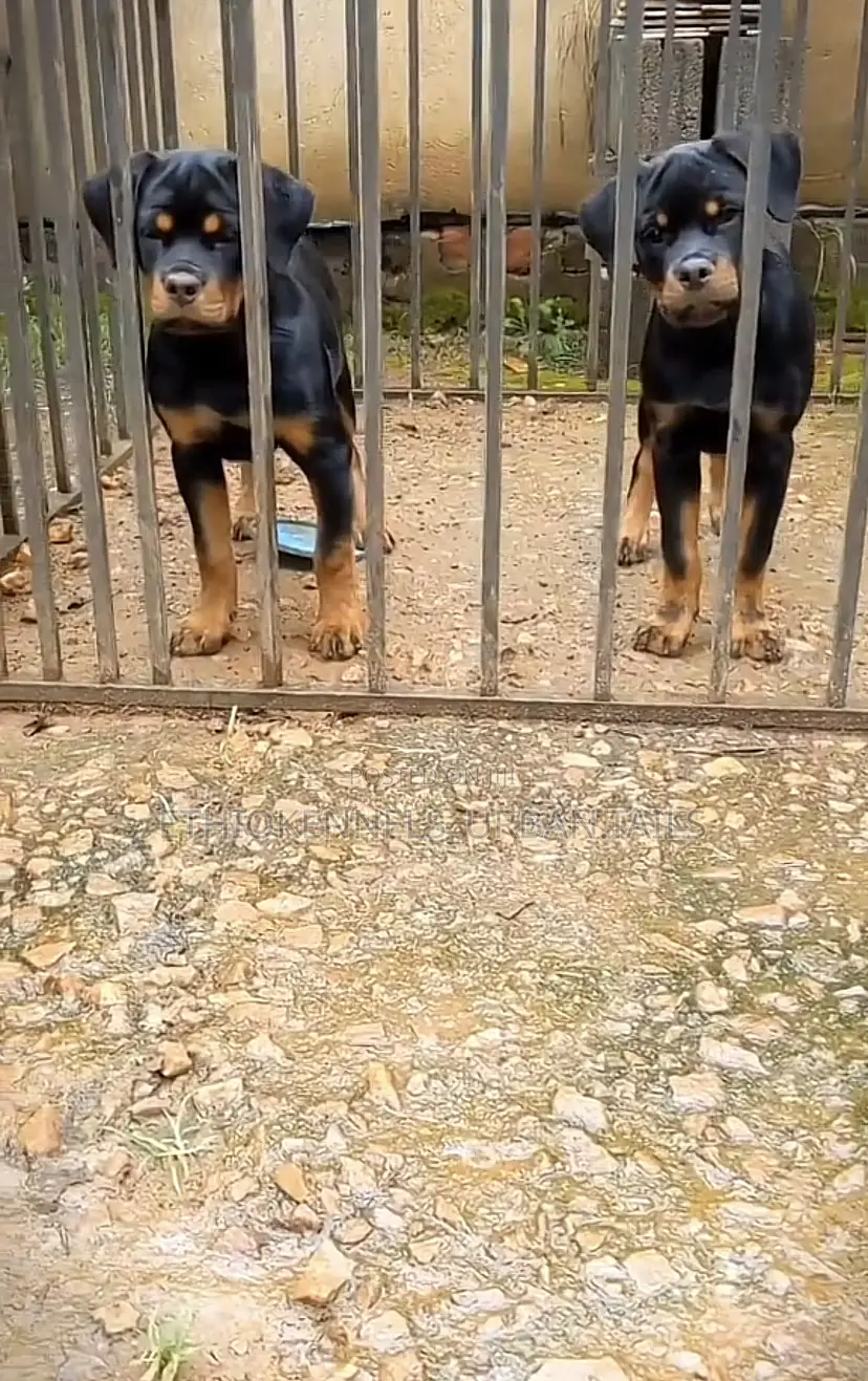 3-6 months Male Purebred Rottweiler