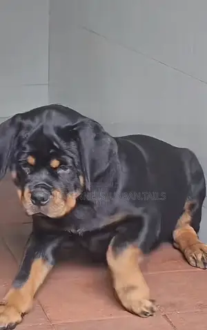 Photo - 3-6 months Male Purebred Rottweiler