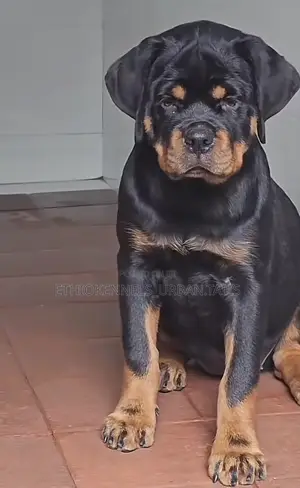 3-6 months Male Purebred Rottweiler