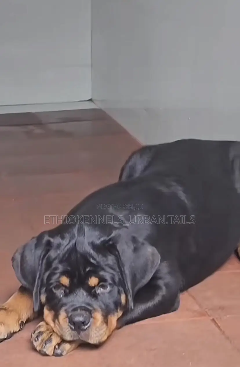 3-6 months Male Purebred Rottweiler