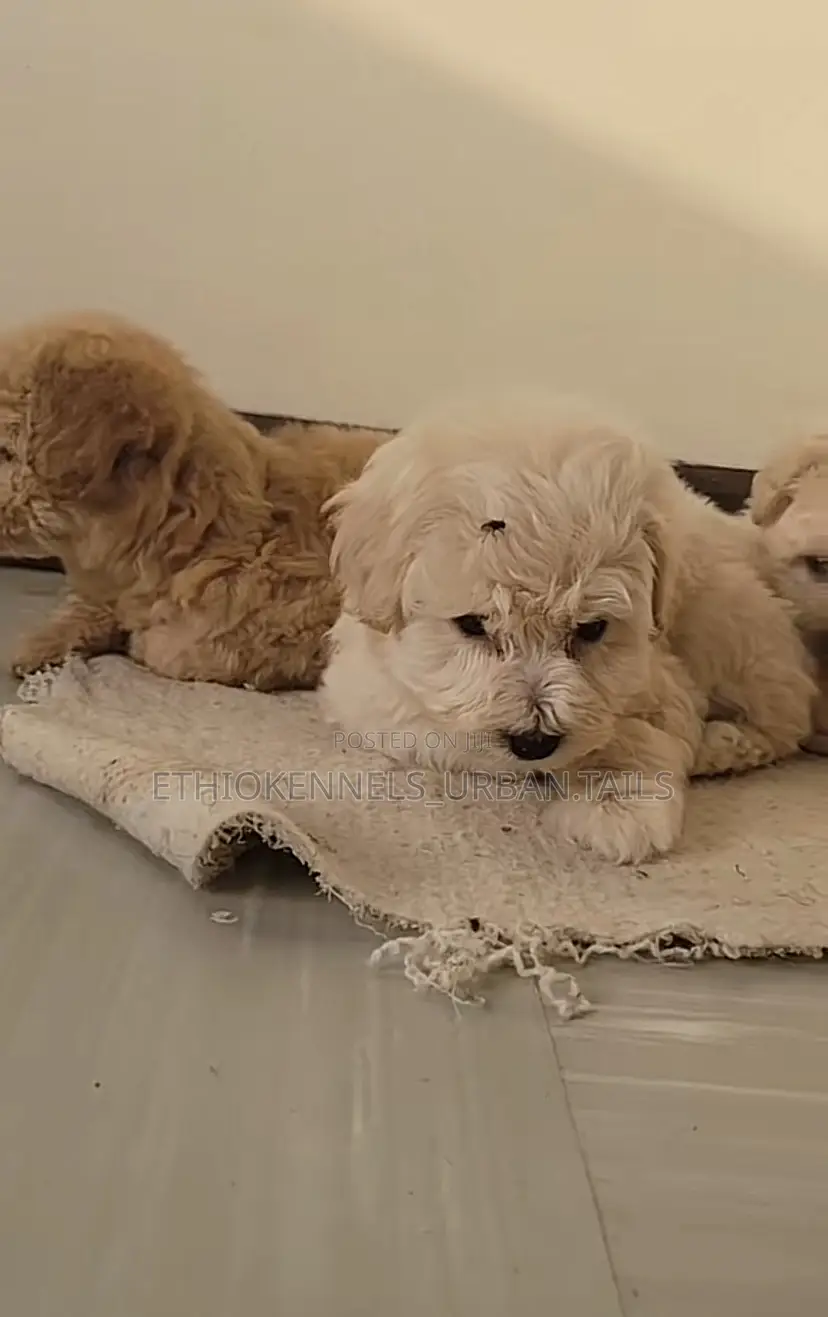 1-3 months Male Purebred Maltese