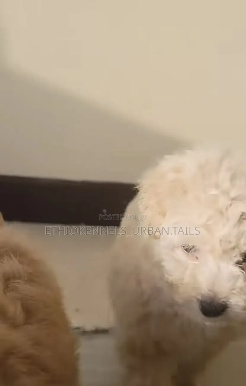 1-3 months Male Purebred Maltese