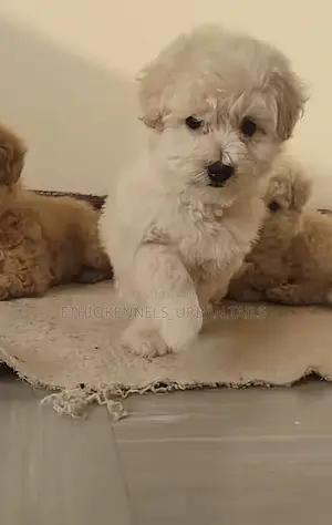1-3 months Male Purebred Maltese