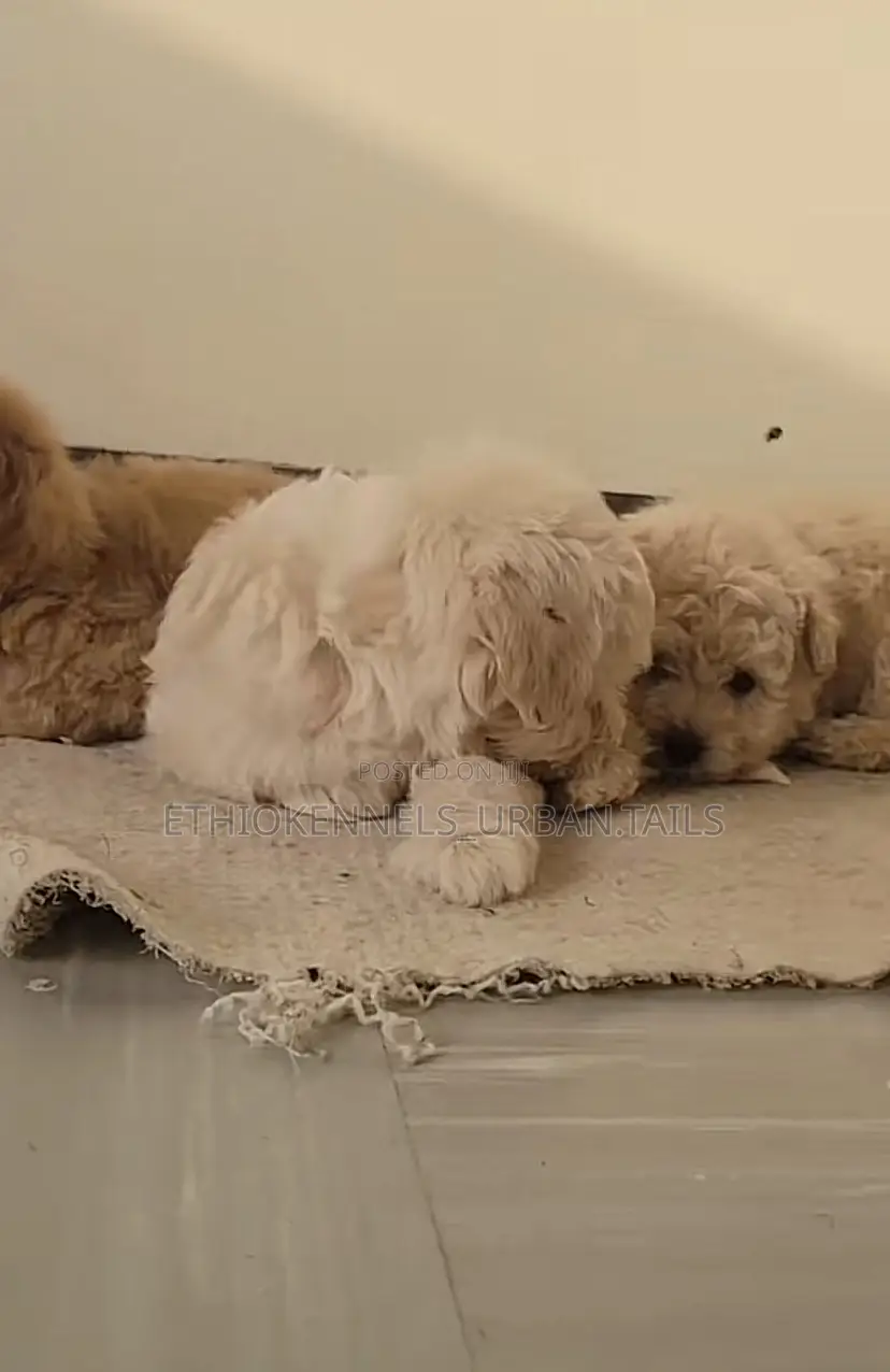 1-3 months Male Purebred Maltese