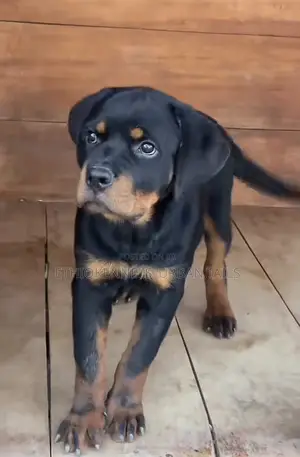 3-6 months Male Purebred Rottweiler