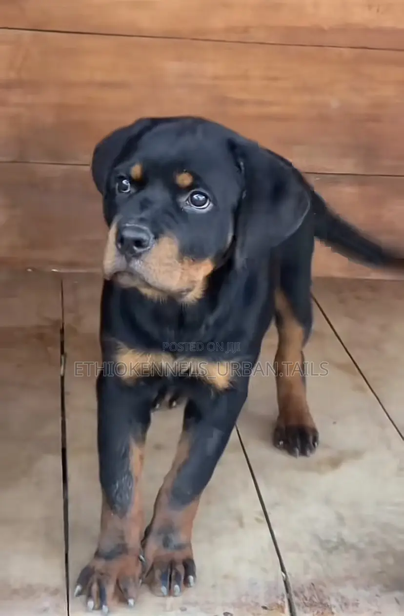3-6 months Male Purebred Rottweiler