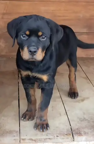 3-6 months Male Purebred Rottweiler