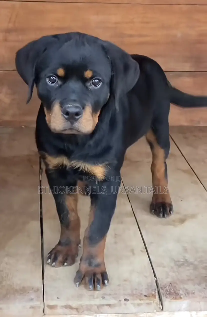 3-6 months Male Purebred Rottweiler