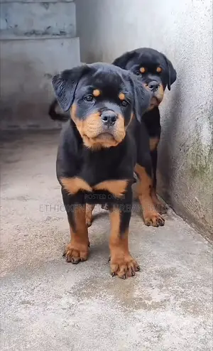 3-6 months Male Purebred Rottweiler