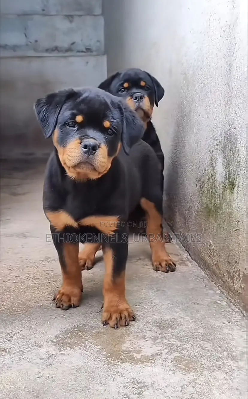 3-6 months Male Purebred Rottweiler