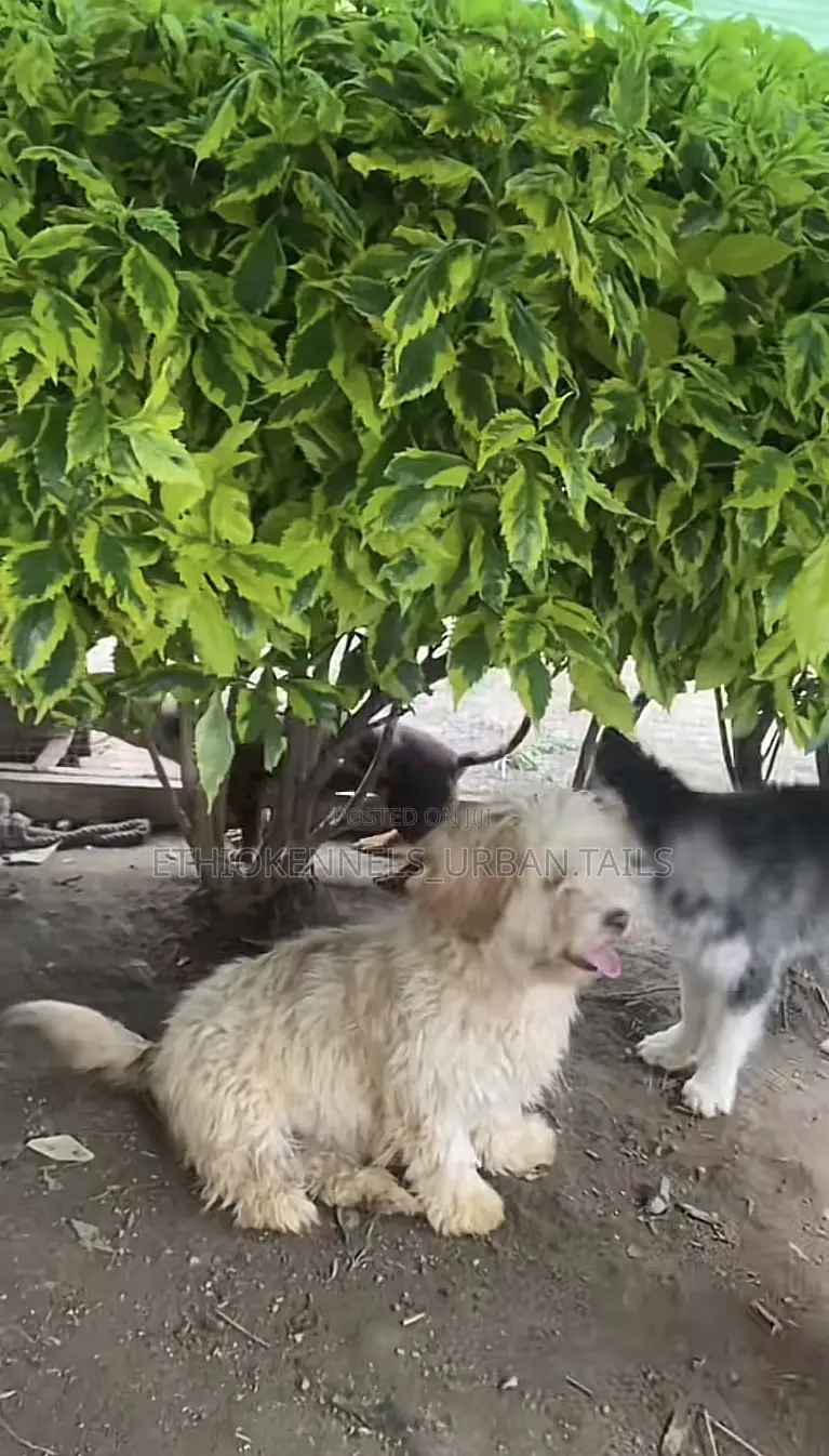 3-6 months Male Purebred Maltese