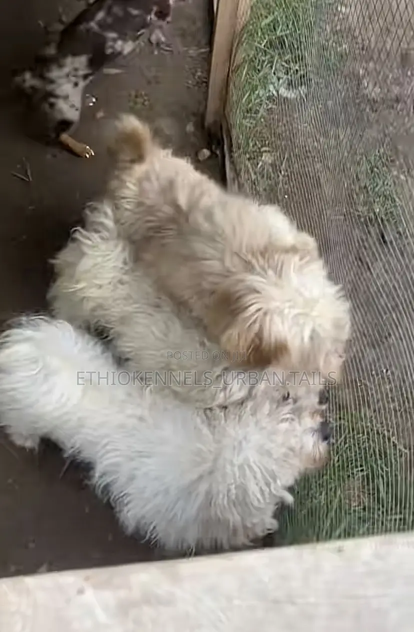 3-6 months Male Purebred Maltese