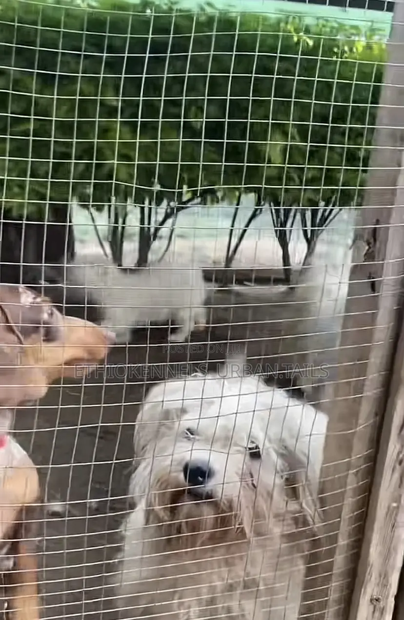 3-6 months Male Purebred Maltese