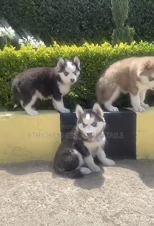 1-3 months Male Purebred Siberian Husky