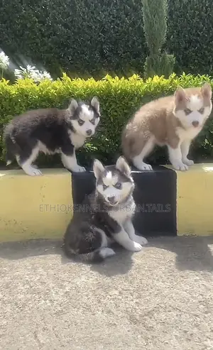1-3 months Male Purebred Siberian Husky