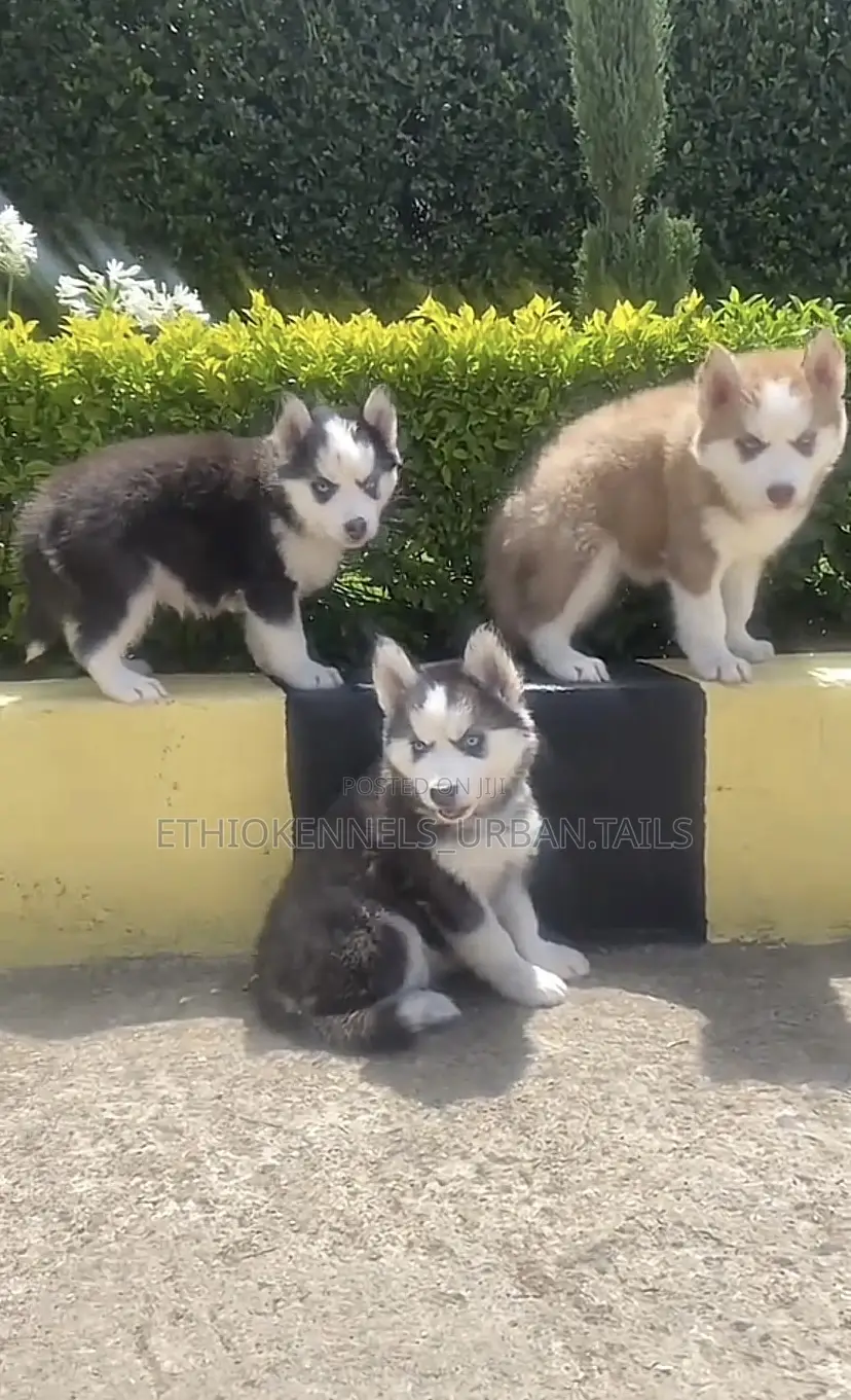 1-3 months Male Purebred Siberian Husky